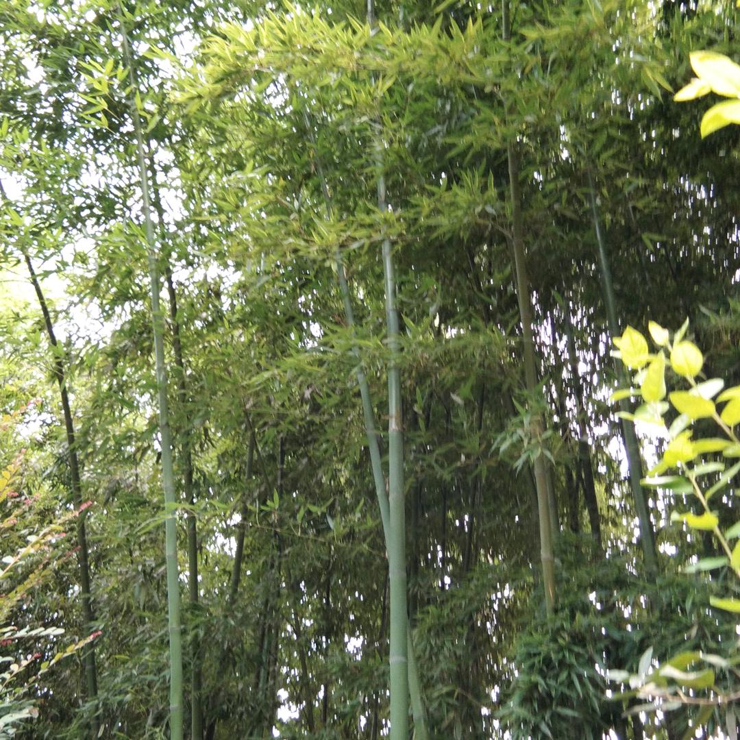 送您健康
