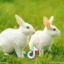 💫💫指缝阳光