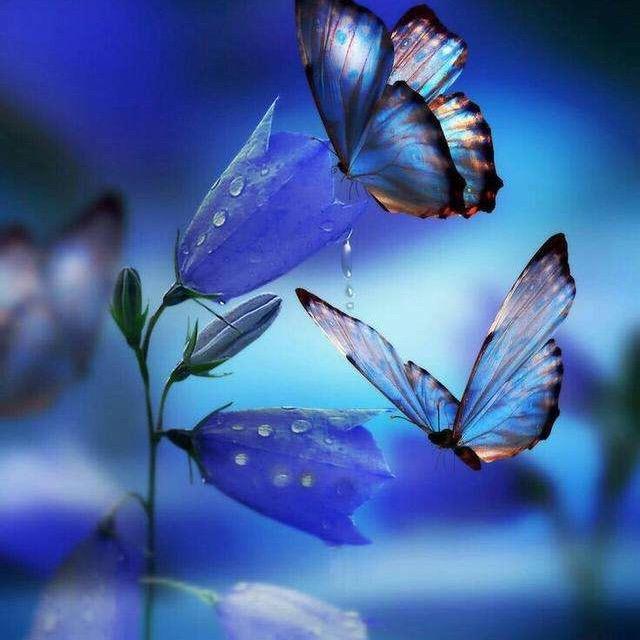 ༻ི(彩蝶ؔᵒ̶̷ᵕؔᵒ̷̶)༄୭ 🦋