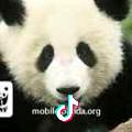 Panda他弟