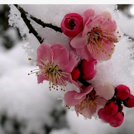 冬梅花开