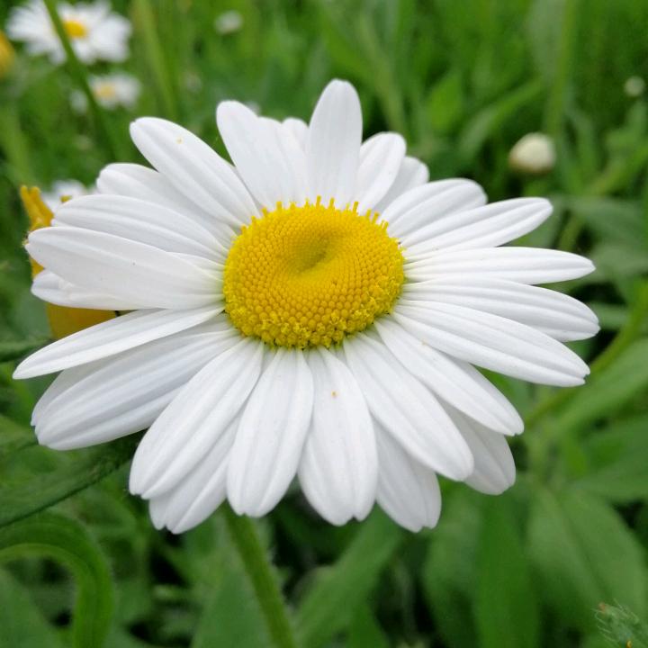 ღ᭄ꦿ꯭浅笑დ᭄不语꧔ꦿ℘