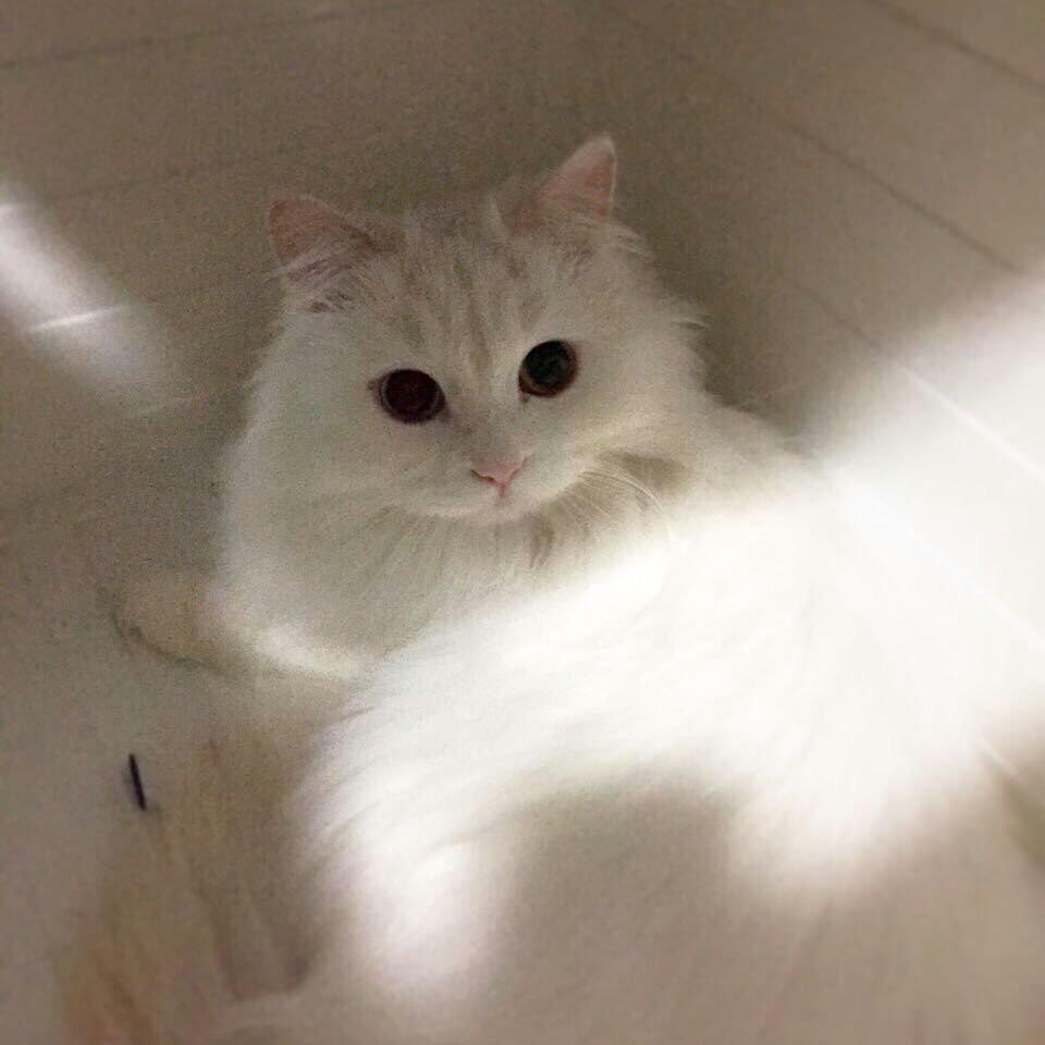 小爷是个喵星使者🌈