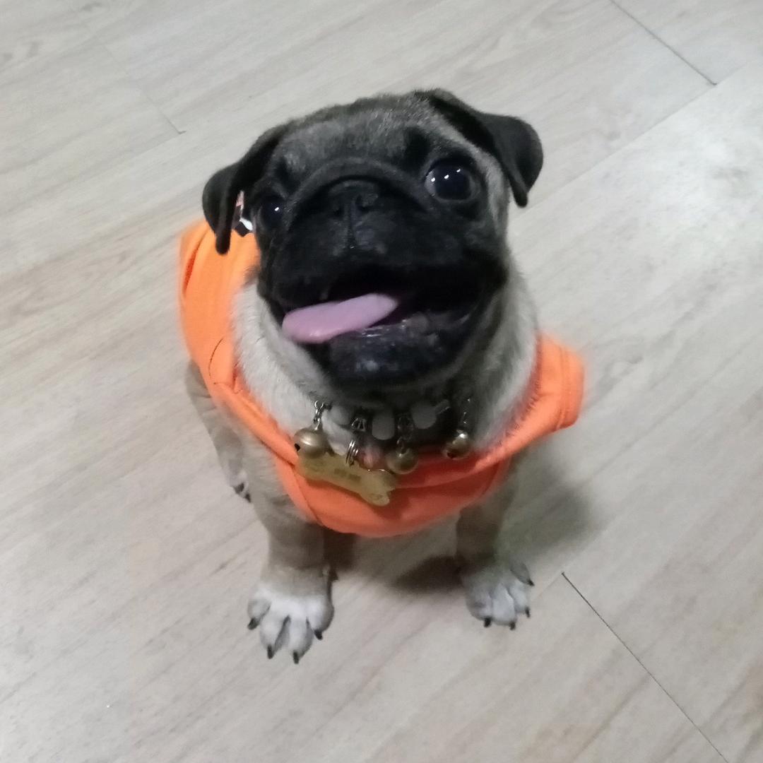 雨尔环是个巴哥主人