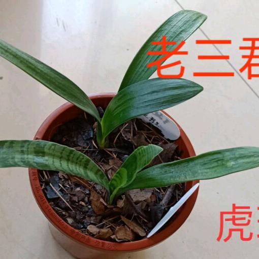 三哥—君子兰