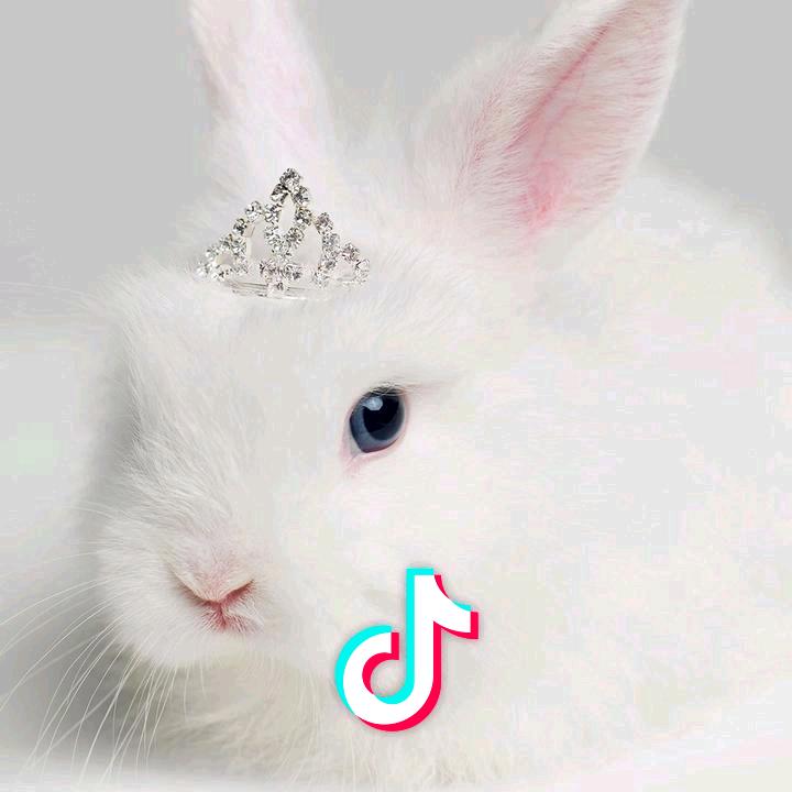 ☾⋆᭄喵小萌ꦿ࿚ᮨ້໌