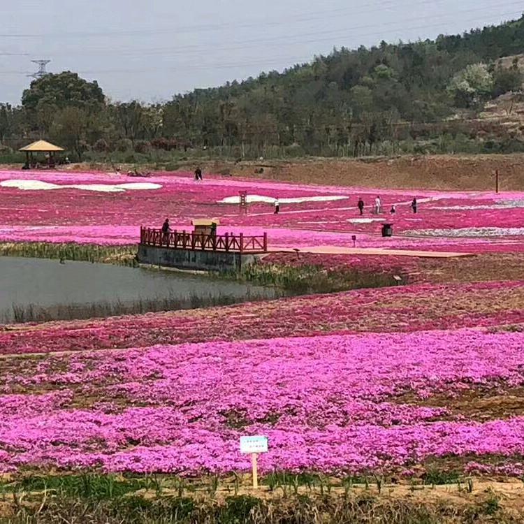 多优丰