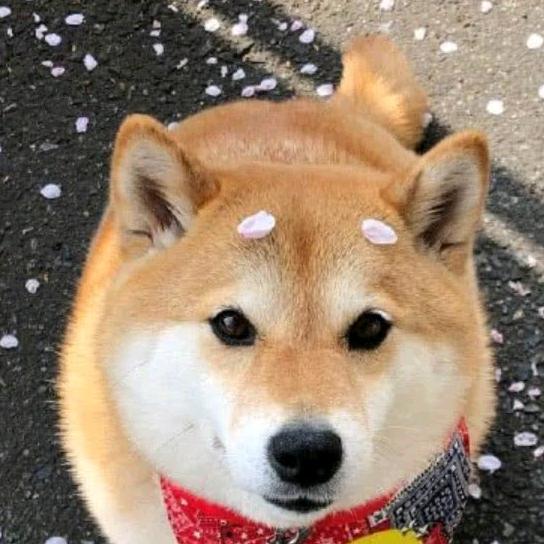 欺炸你的假~_~