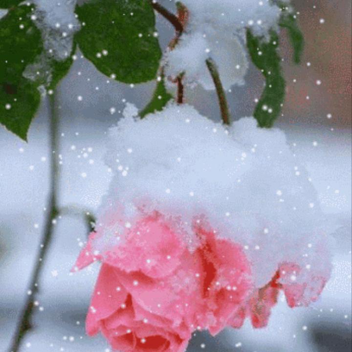 红尘🌹