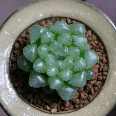雨晴鲜花屋