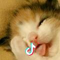 红猫（锦庭寒舍）