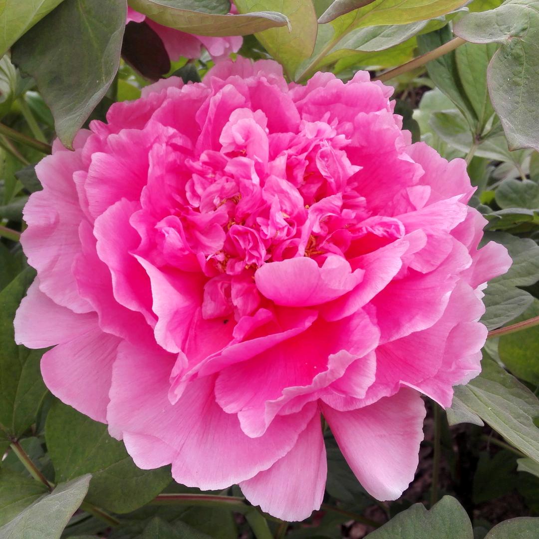 🌸阳光下的幸福花🌸