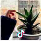 玫瑰虽美终究带有毒刺秀