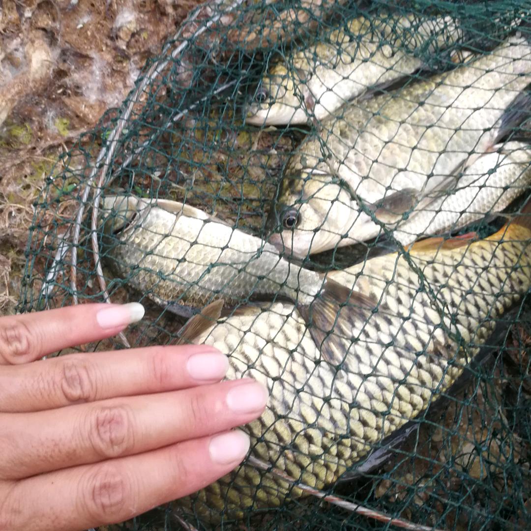 白条杀手.小龙🔥