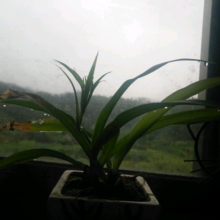 兰兰
