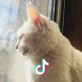 💋🎀萌宝er小猫🎀💋👣