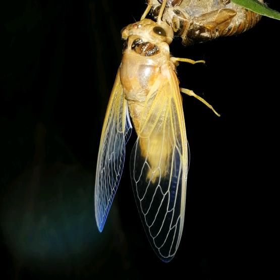 夏邑县晨铭家庭农场