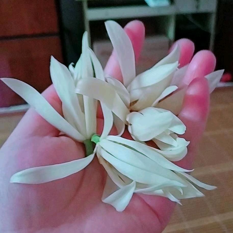 果果