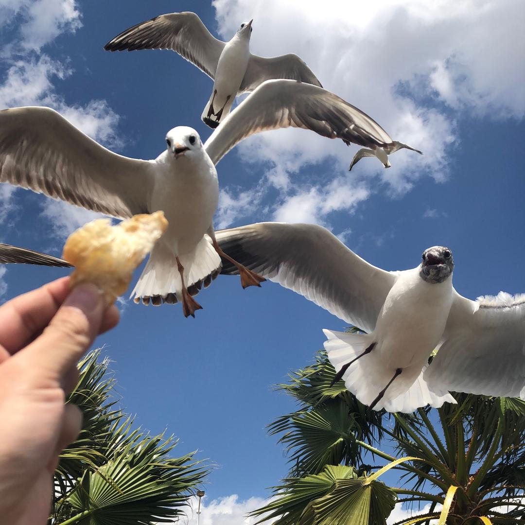 是小红号．．（演唱会版）