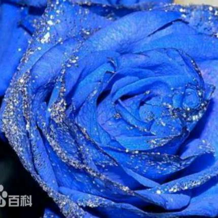 雪梅姐