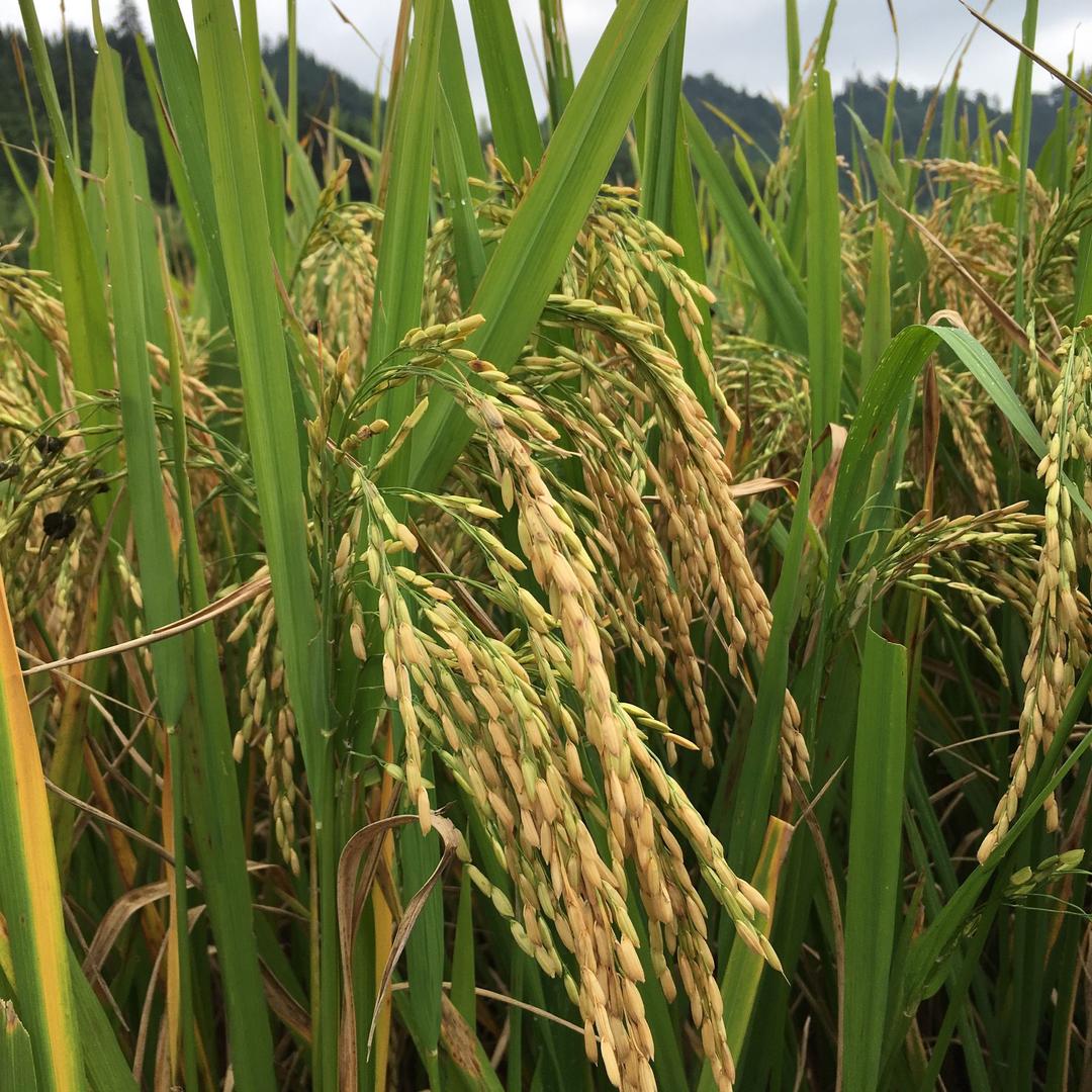 绿鲤鱼与红鲤鱼与驴