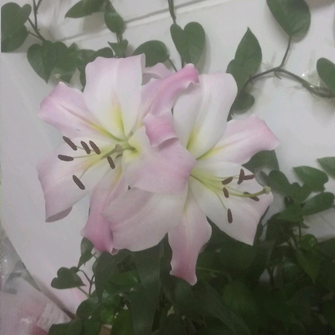 这里的风景很美