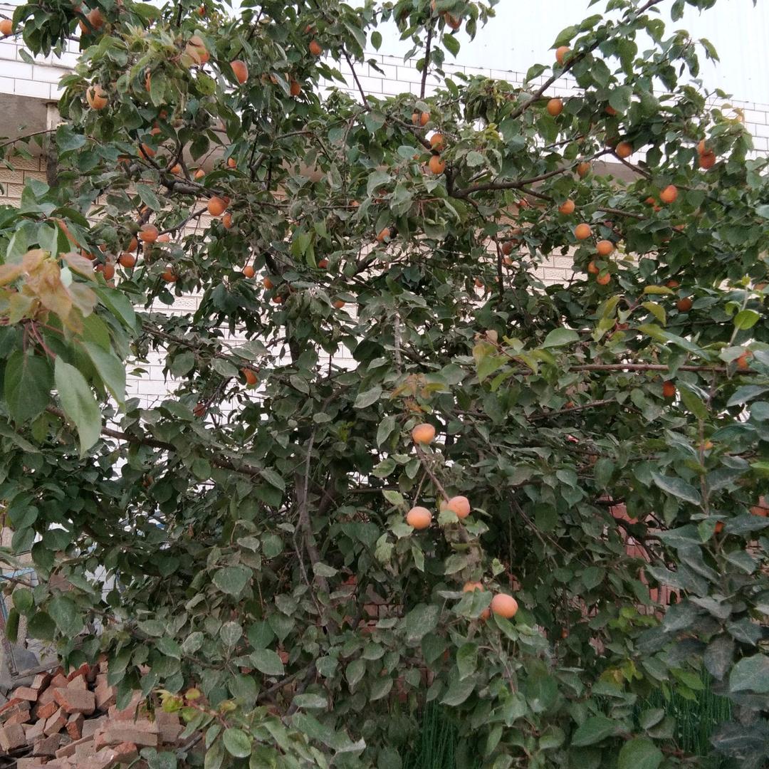 云中的爱