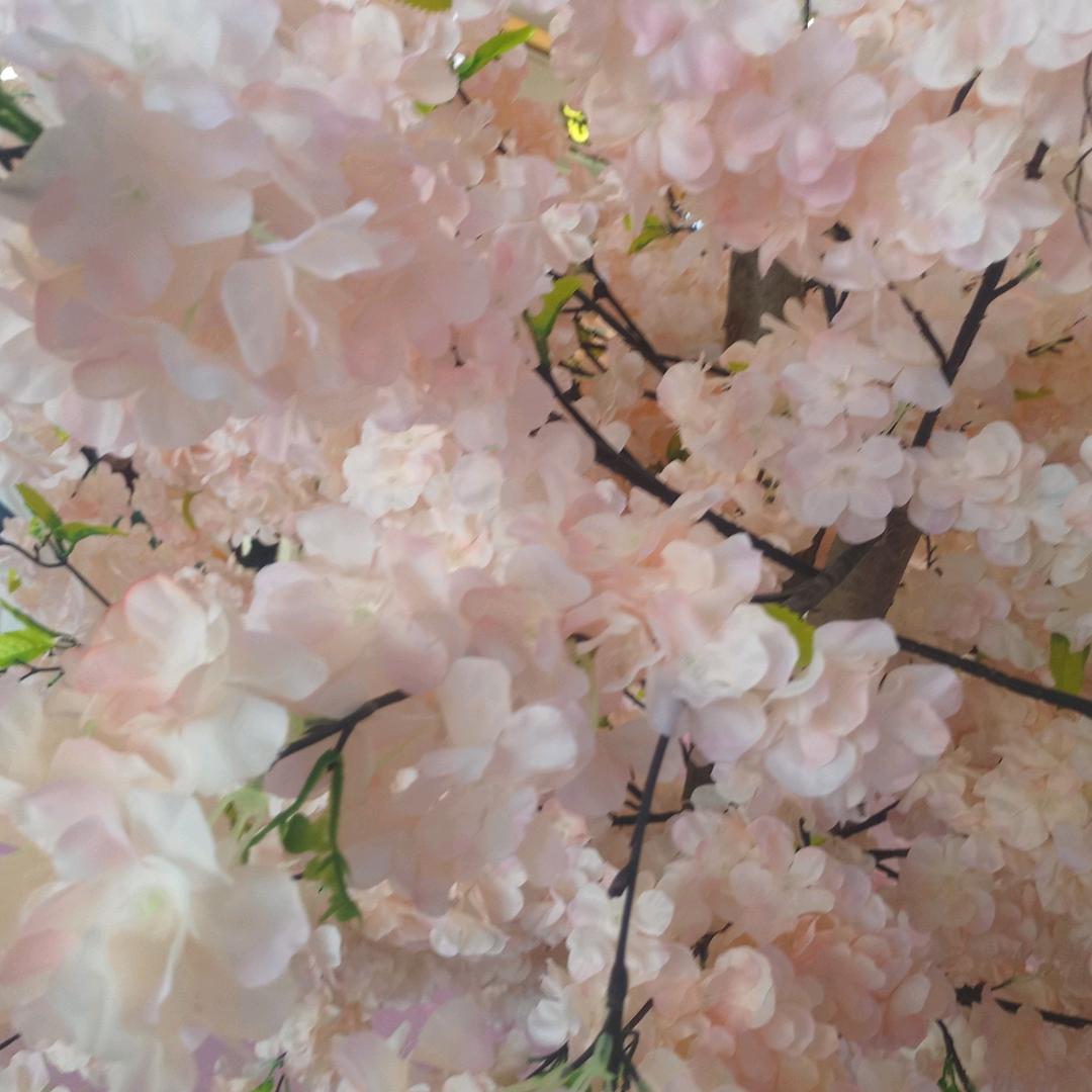 雪之夭夭       霞之灼灼