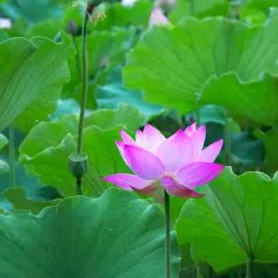 有吃有喝金大姐妙音，湖北省，罗田县胜利镇