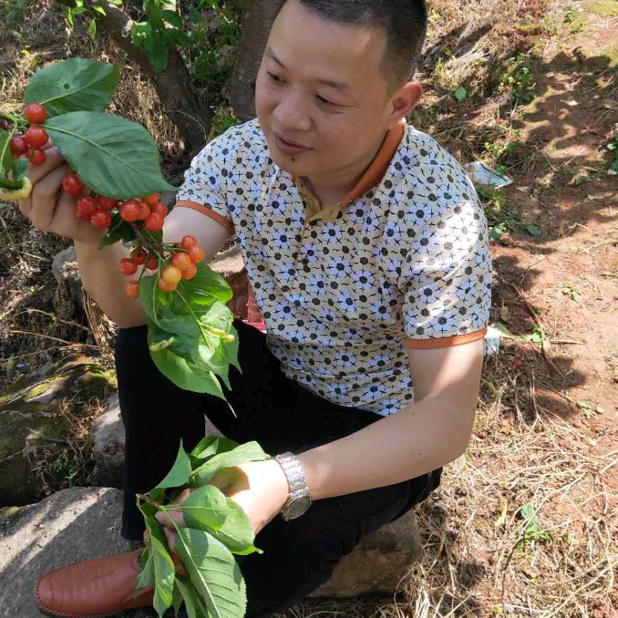 正味香茶叶