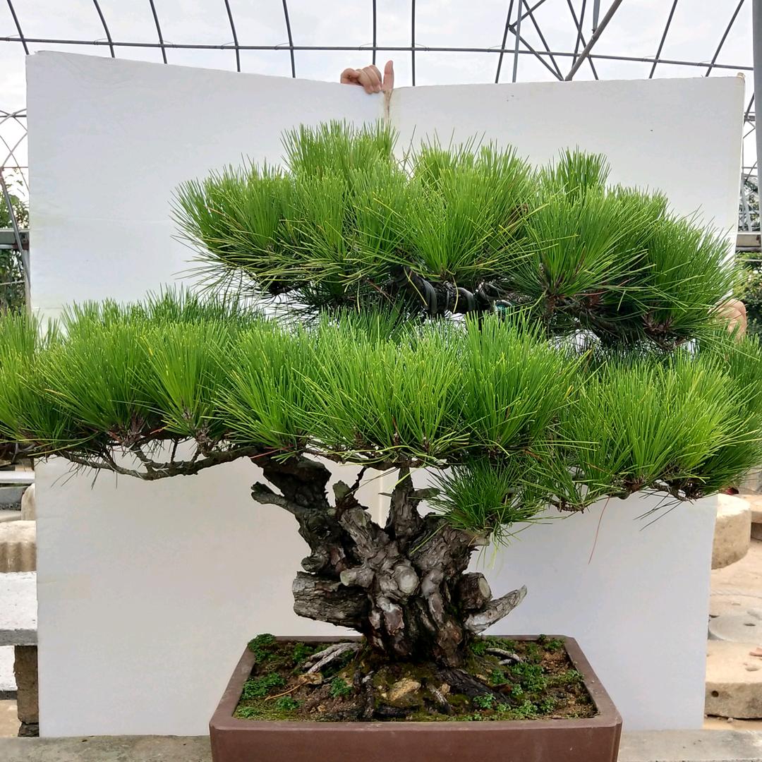 沭阳县森玄阁盆景经营部