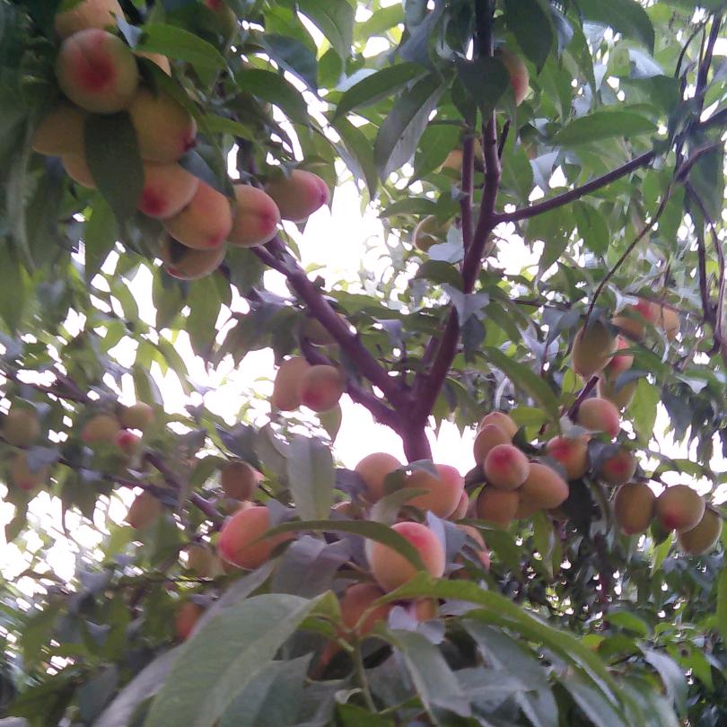 一帆风顺