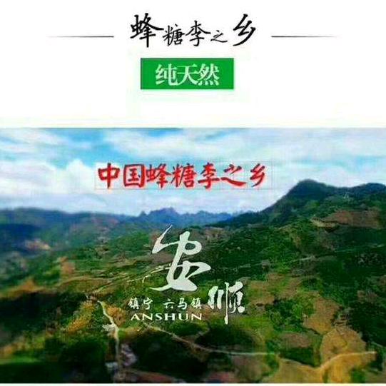 六马蜂糖李之乡