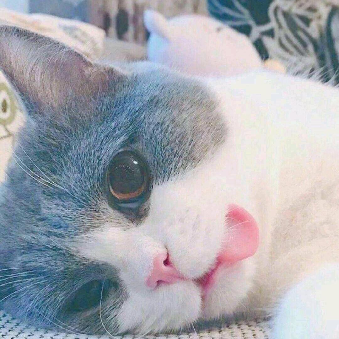 柠檬