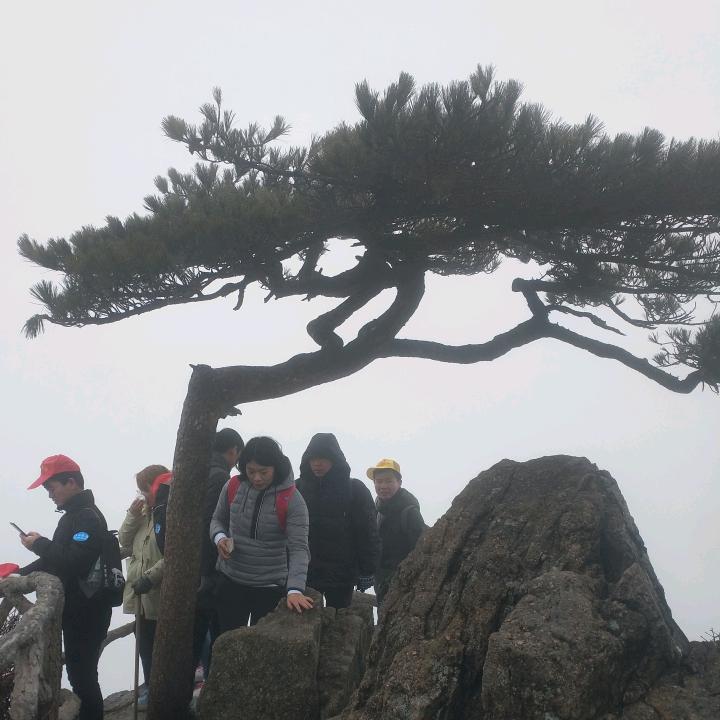 迎客松
