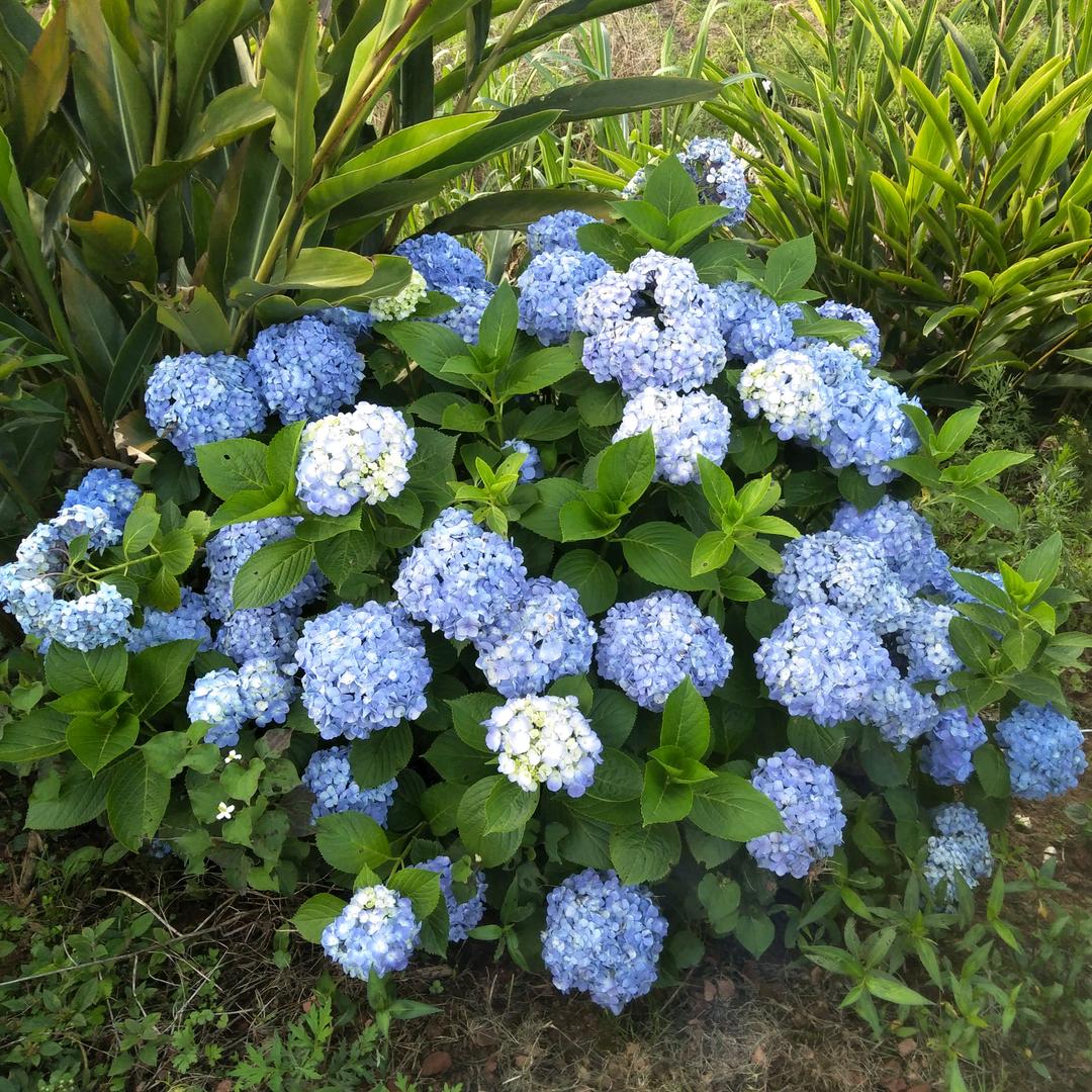 丰富村蒋大姐