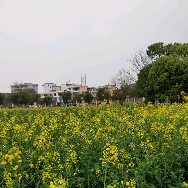 小清