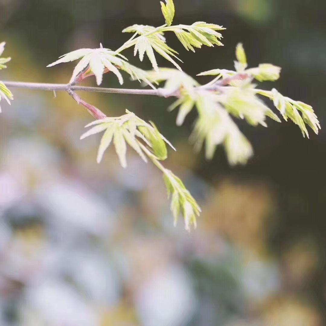 鳌江房产啦啦🌈