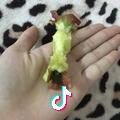烧烤教父