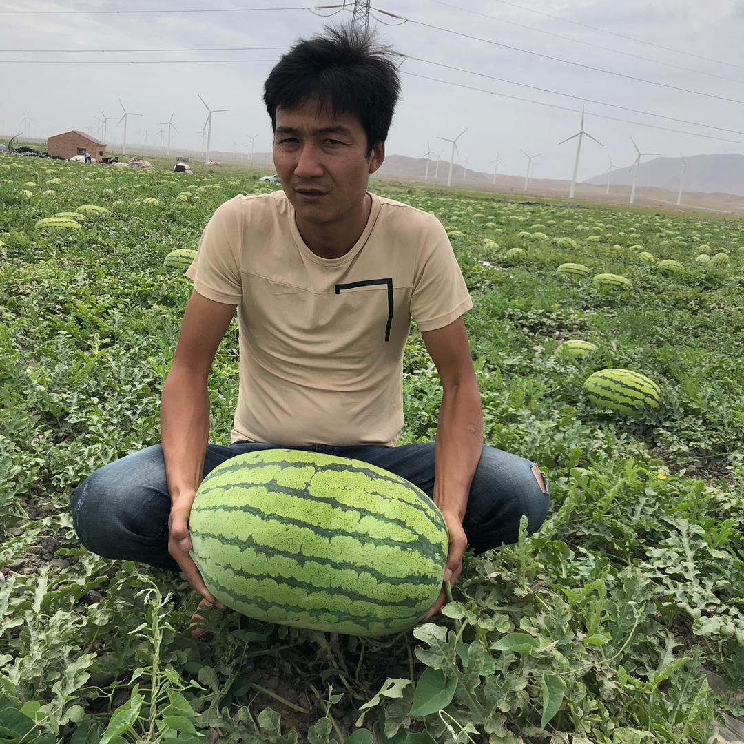 西瓜没有夏天