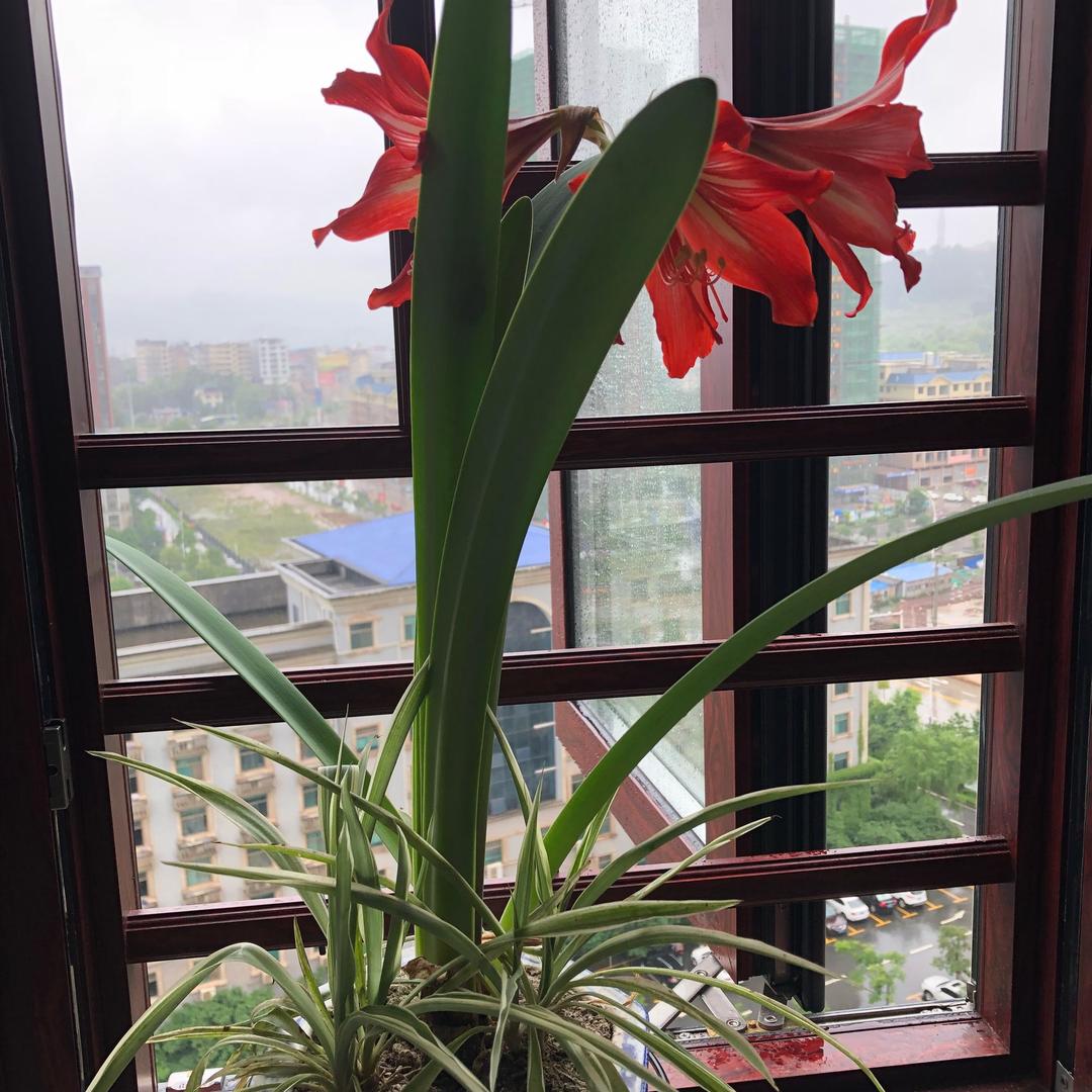 邹丽
