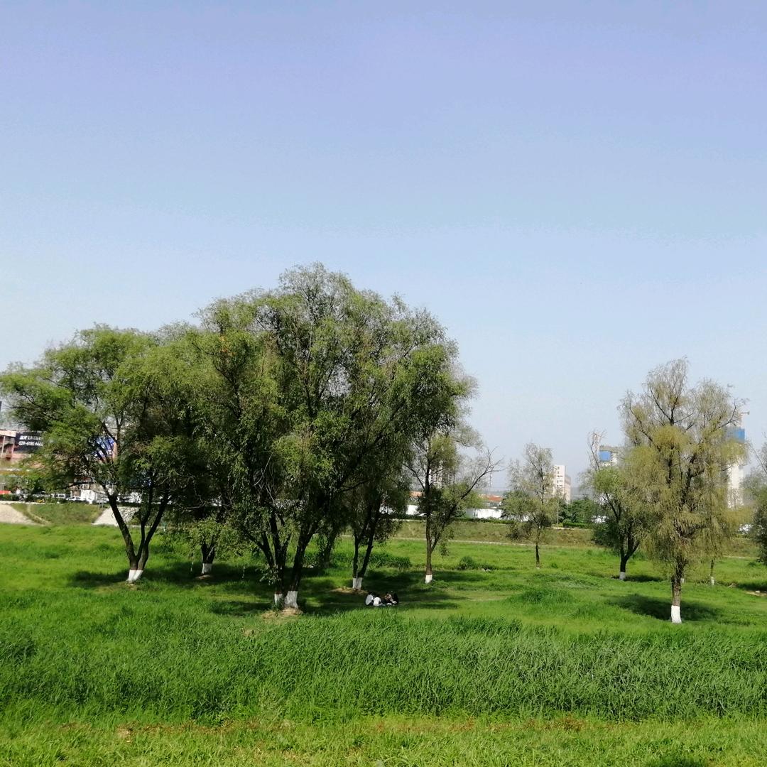 男儿当自强（百善孝为先）