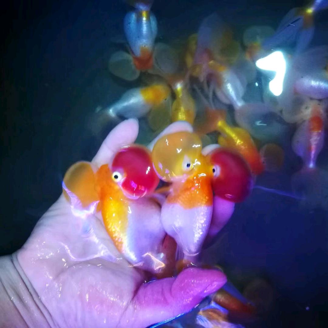 开心水族官方号