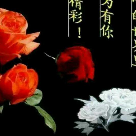 狂野的马