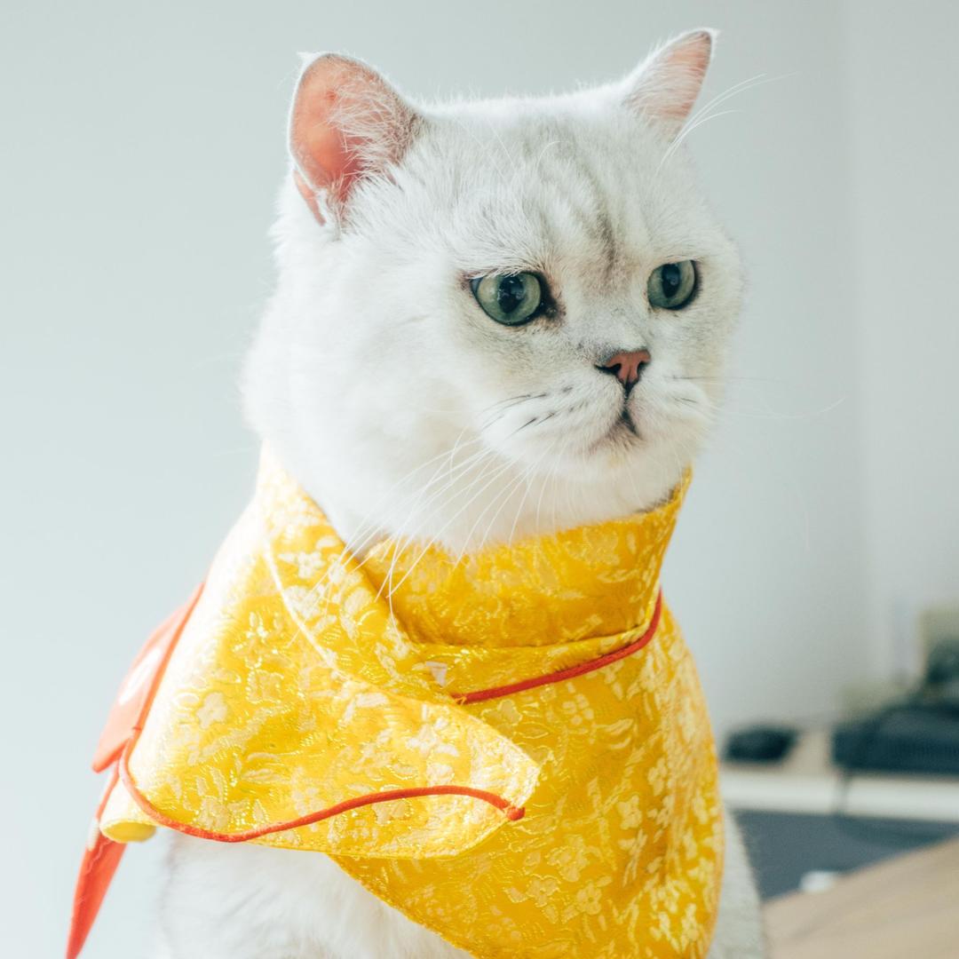 爱新觉罗·刀疤帝@抖音