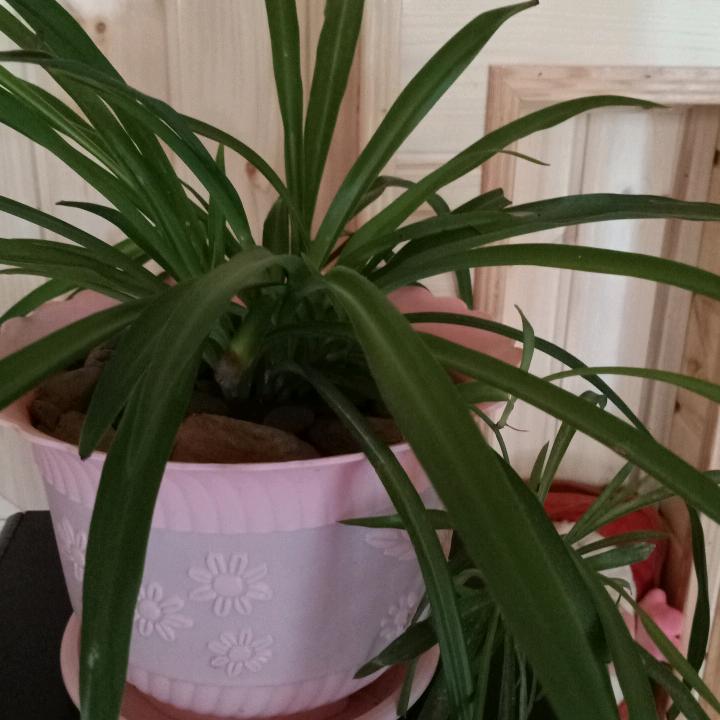 宣恩梦巢幺妹民宿