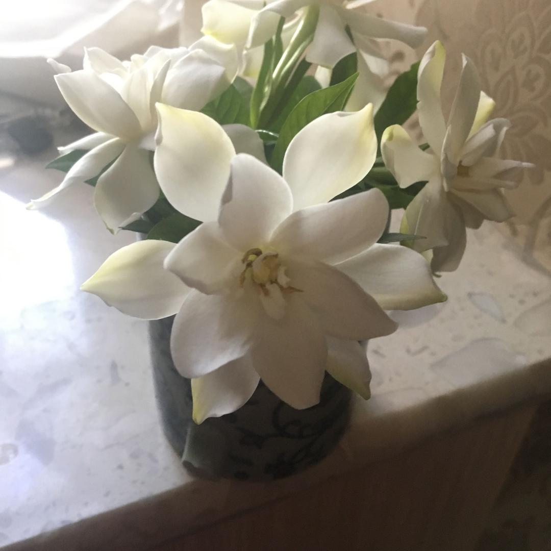 渣渣张😊
