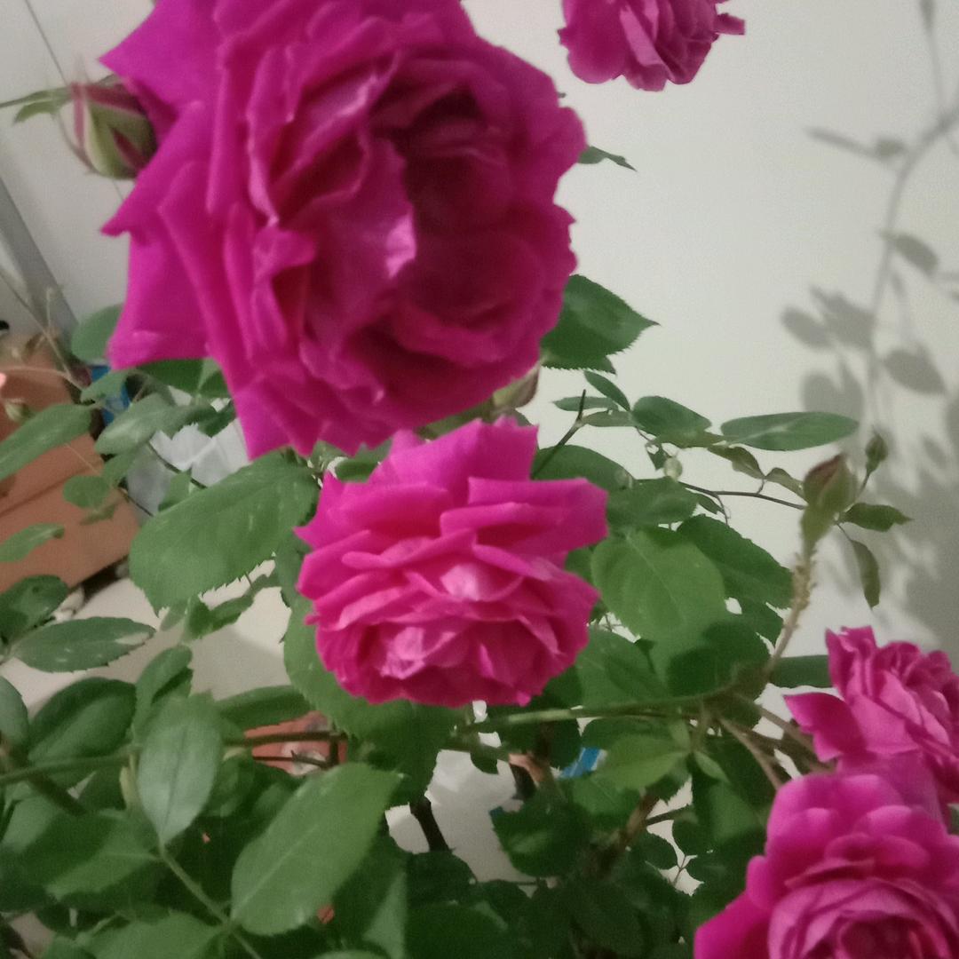 百合