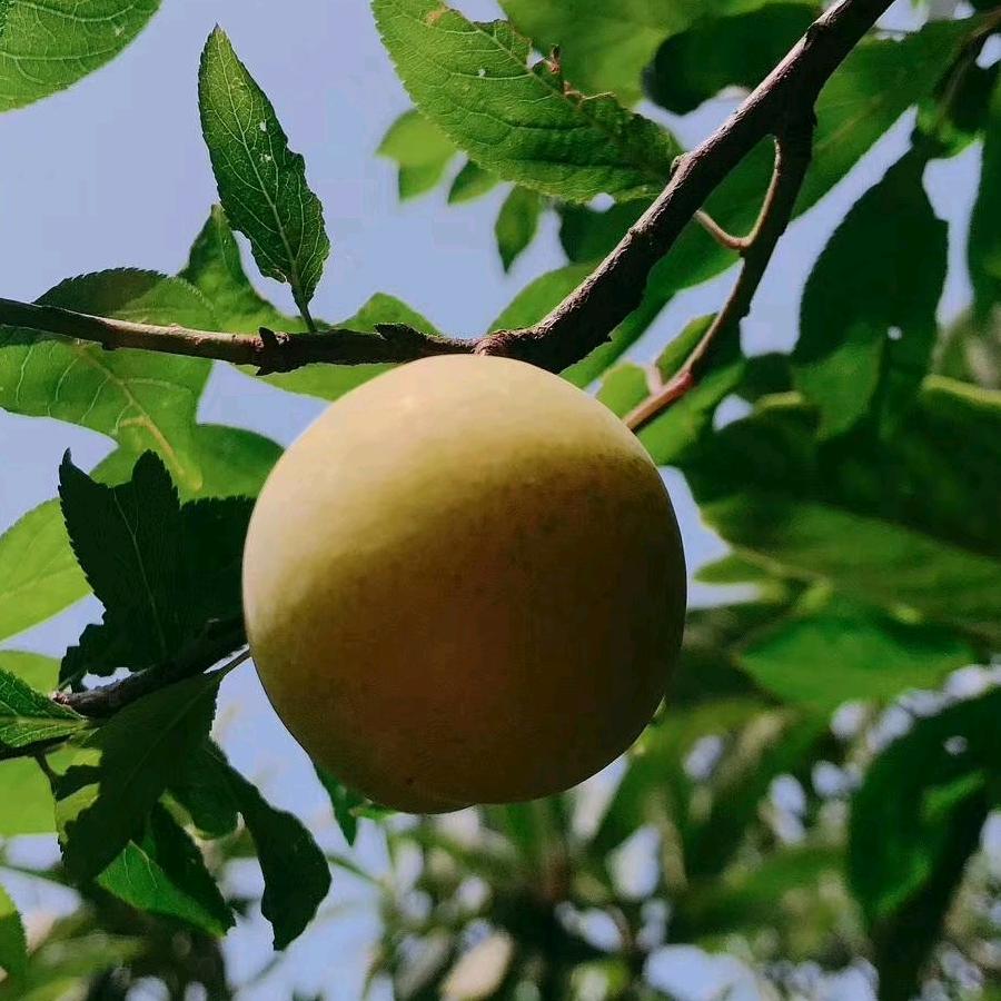 邹幸荣