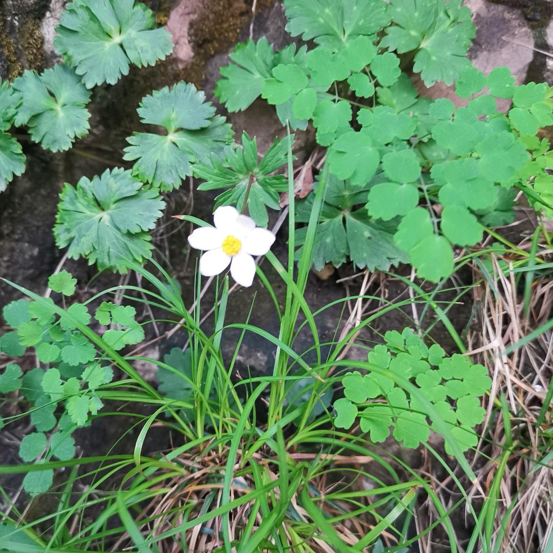 @戈壁上的花🌸